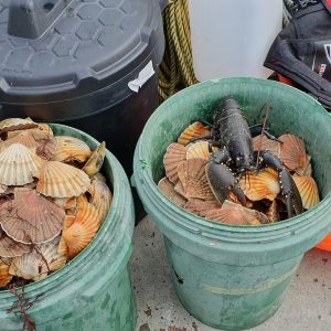 Scalloping